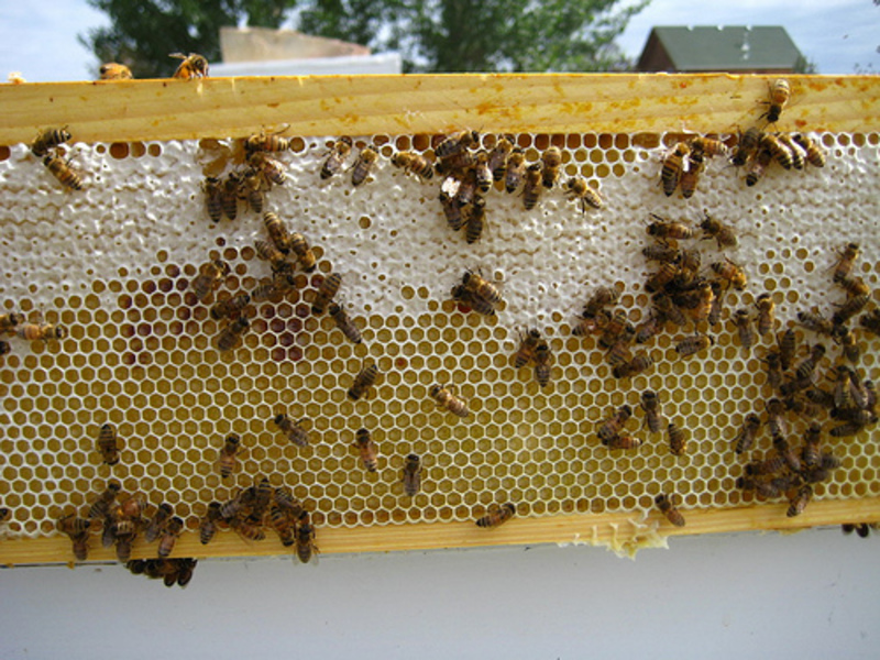 Работоспособность пчел