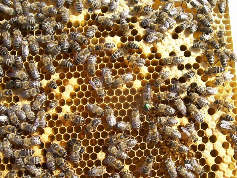 Какие есть виды пчел