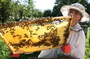 Как научится технике пчеловодства