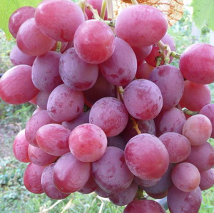 Описание сорта винограда Анюта