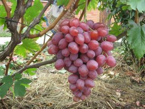 Созревший столовый виноград Анюта