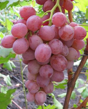 Достоинства винограда Анюта