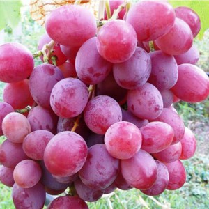 Недостатки винограда Анюта