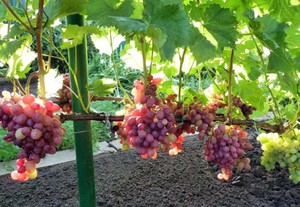 Выращивание винограда Анюта и уход за ним