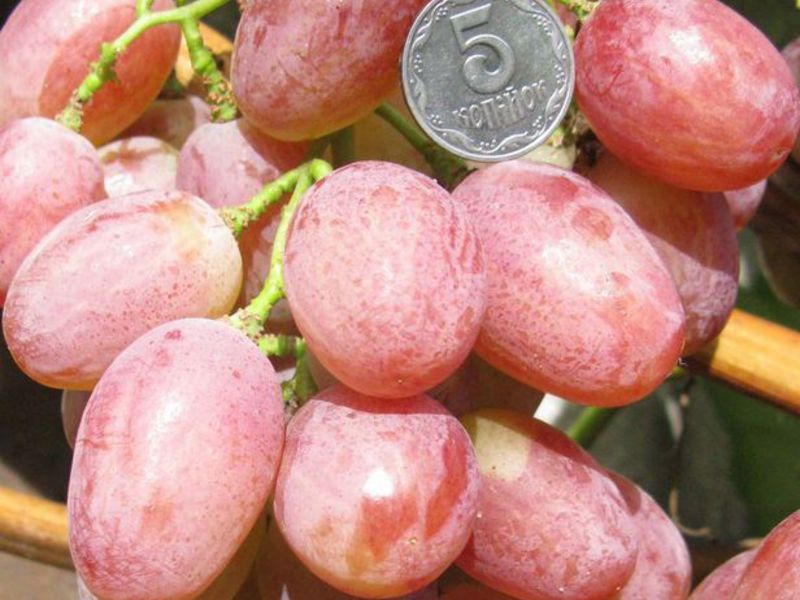 Ягоды винограда Анюта
