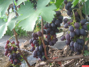 Уход за виноградом Краса Никополя