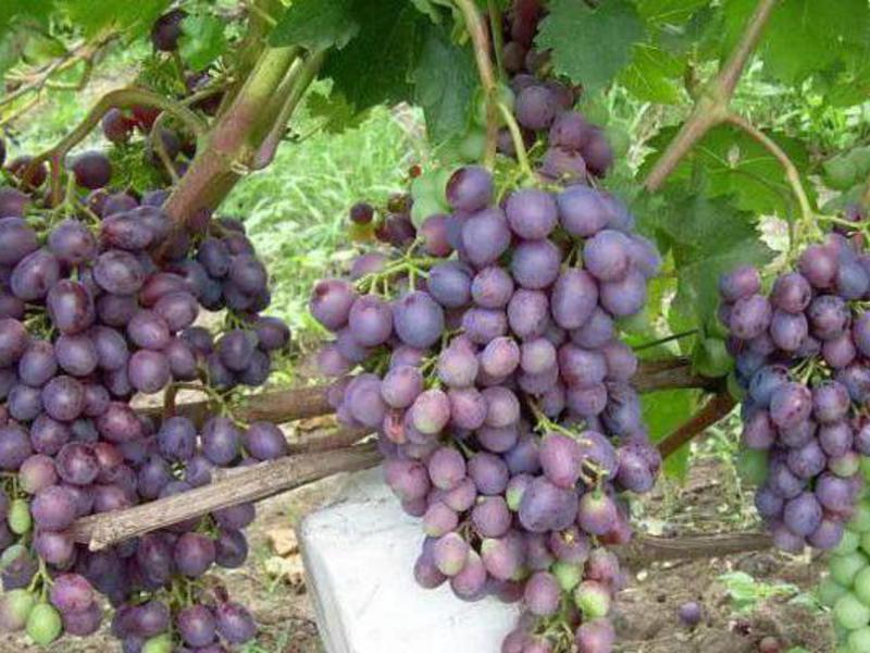 Достоинства винограда Краса Никополя