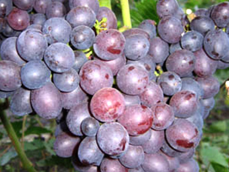 Болезни винограда сорта Краса Никополя