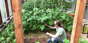 Как растут баклажаны в теплице - созревание урожая