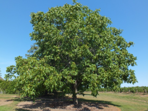 Дерево грецкого ореха достигает 35 метров в высоту