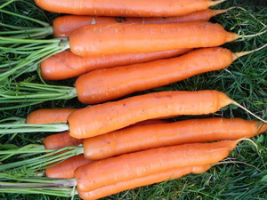Морковь Тушон: описание