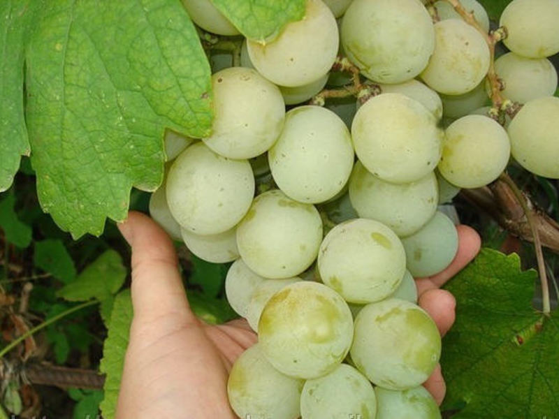 Внешний вид винограда
