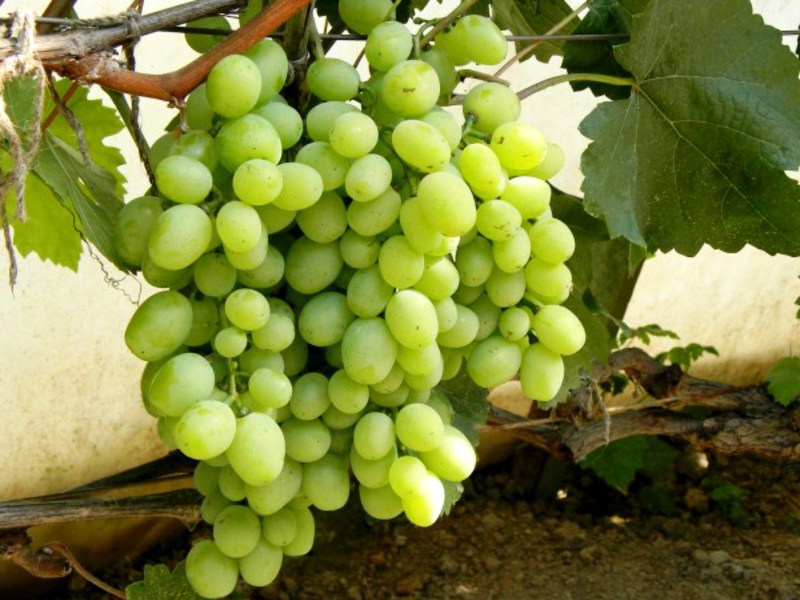 Как вырастить винограда кеша