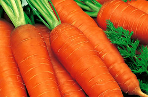 Морковь Красный великан: описание сорта