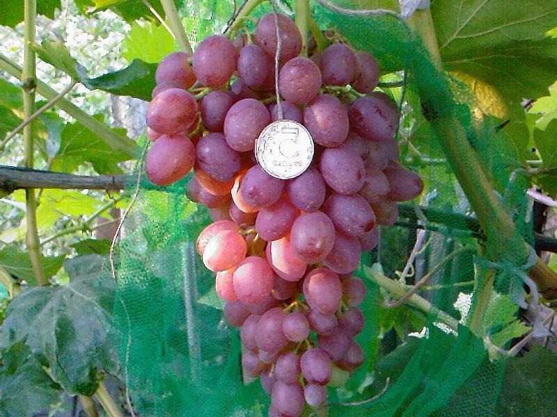 Посадка винограда
