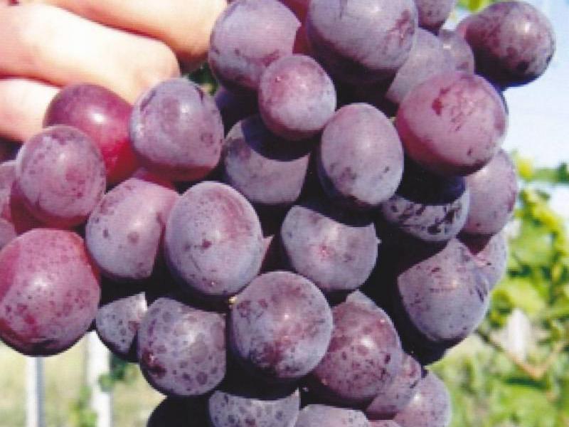 Как ухаживать за виноградом сорта кардинал