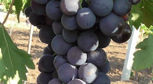 Виды сорта винограда