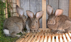 Зачем делается вакцинация кроликов