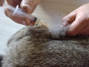Вакцины для профилактики  заболеваний у кроликов