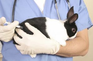 Сроки вакцинации крольчат