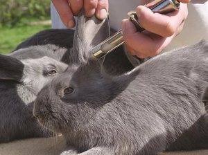 Схемы вакцинации крольчат