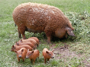 Сибирские породы свиней