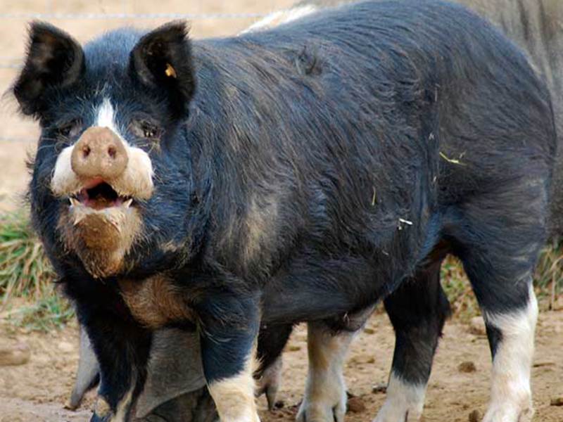 Как разводить свиней