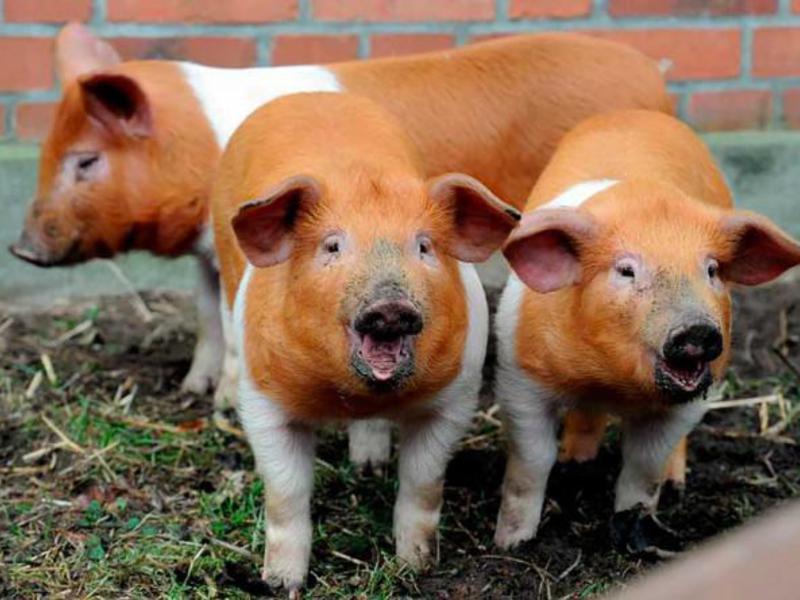 Как выращивать свиней