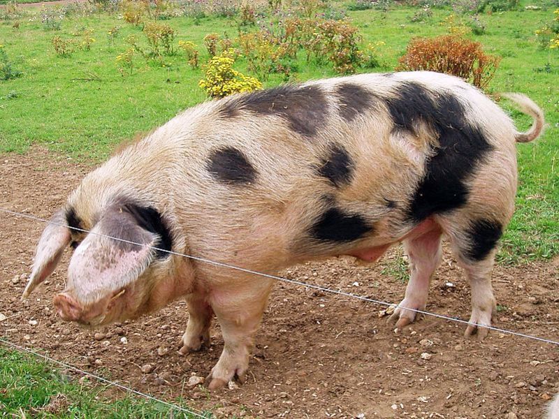 Самые крупные породы свиней