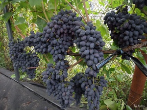 Выращиваие винограда