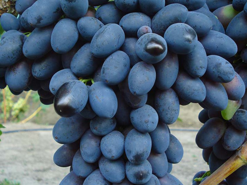 Винограда сорта  кодрянка