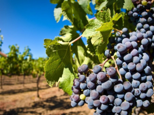 Какие болезни бывают болезни у винограда и как их лечить?