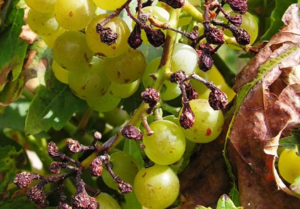 Заболевания винограда нужно предупреждать, проводя профилактику
