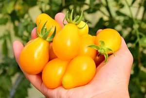 Плоды томата Медовая капля