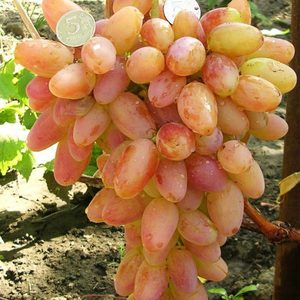 Столовый сорт винограда 