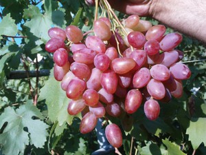 Как вырастить виноград юбилейный 