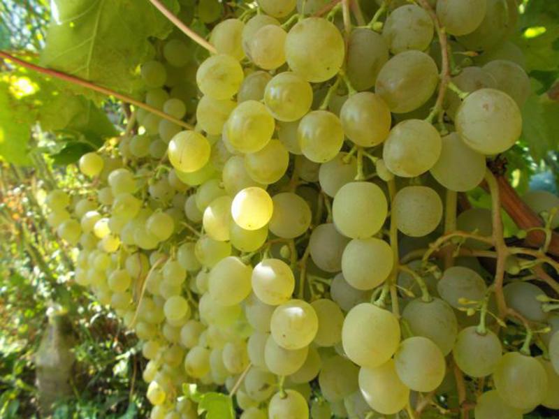 Как посадить виноград краса севера