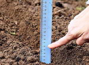Пошаговая инструкция по подготовке участка почвы и схема посадки лука-севка