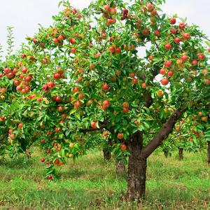 Яблоня в саду