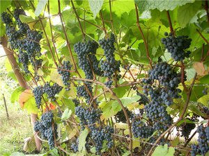 Сорт винограда  Амурский -лучший сорт