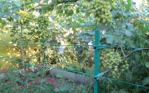 Виноград Амурский-  лучший сорт