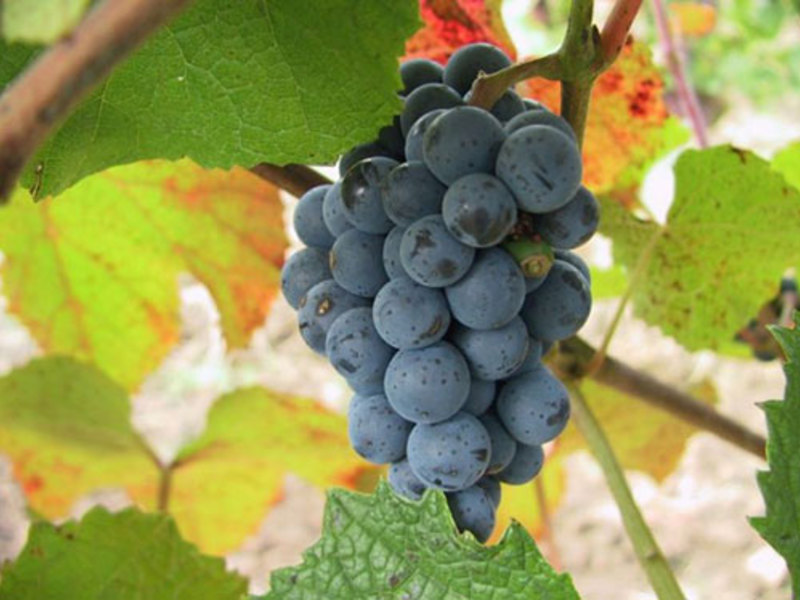 Виноград амурский-хороший сорт