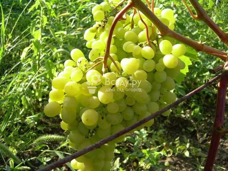 Сорт винограда -амурский