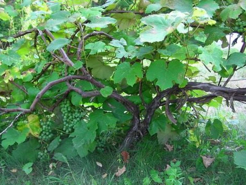  Выращивание  винограда Амурский 
