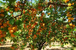 Как вырастить абрикосовое дерево 