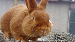 Описание породы кроликов