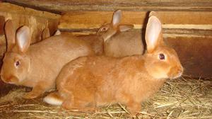 Новозеландская порода кроликов