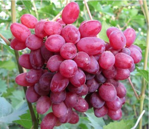 Преимущества сорта винограда