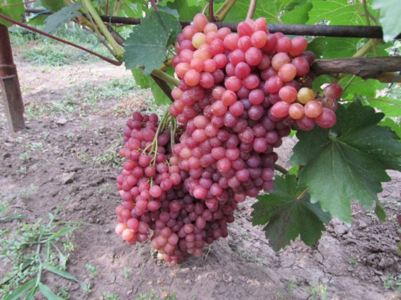 Как выглядит сорт винограда велес
