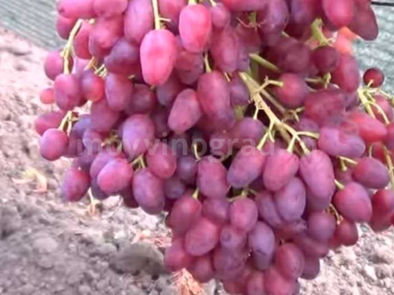 Как выращивают виноград